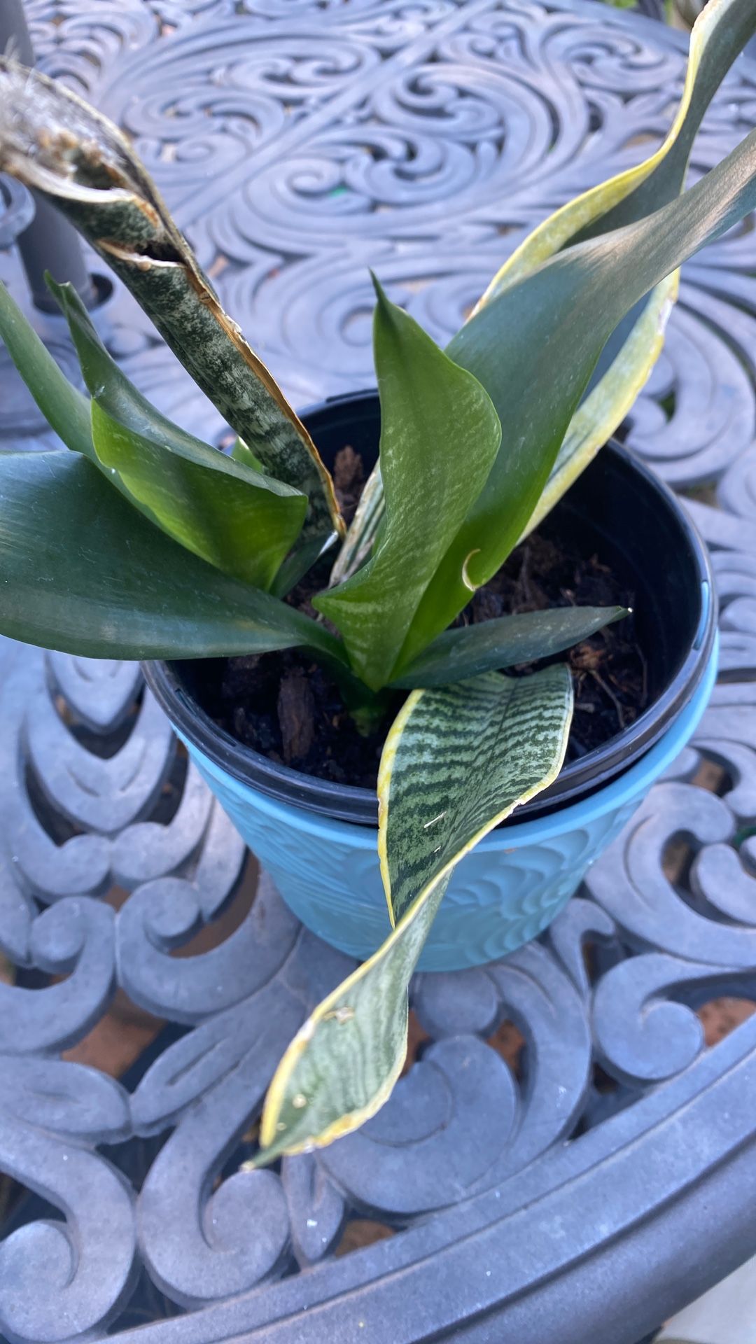 Snake Plant 