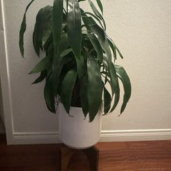 Plant, Pot, And Stand