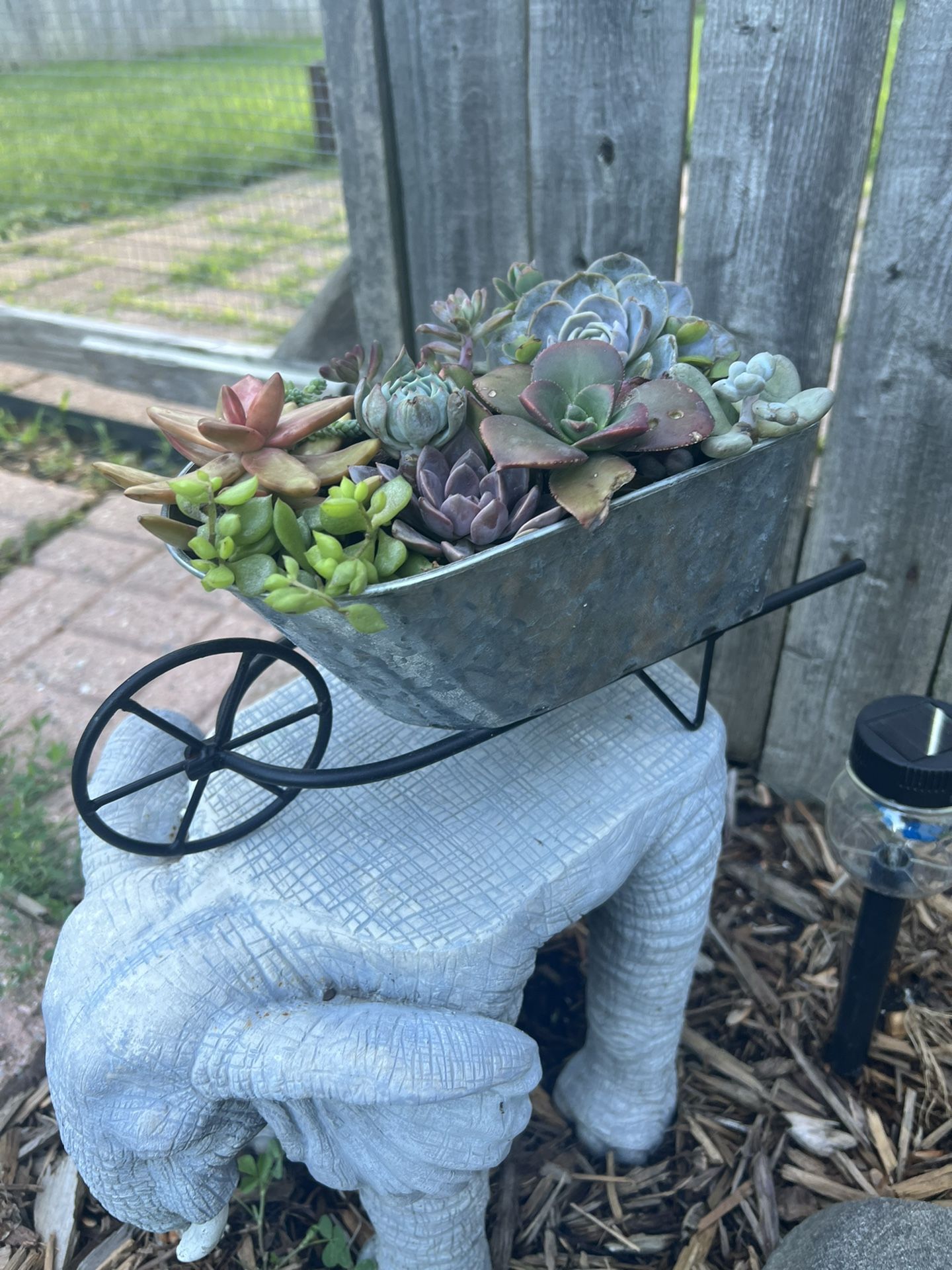 Succulent Wheel Barrow 