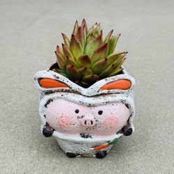 Succulents plants 🪴 