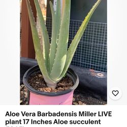 Aloe