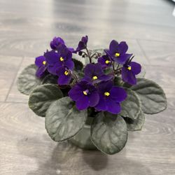 African Violet Blooming Purple Indoor Plant 