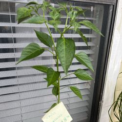 Chille Serrano / Serrano Pepper Plant 