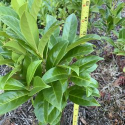 Bare Root Healthy Laurel It’s That Time!