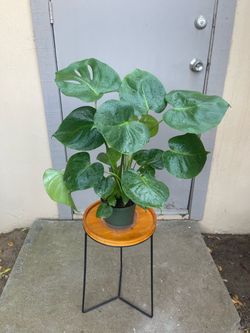 Monstera Deliciosa Swiss Cheese House Plant 6” Pot