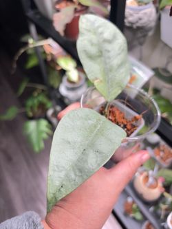 Hoya Coriacea silver