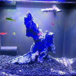 🐠🐟Fluval FLEX 9 Gallon Aquarium🐠🐟
