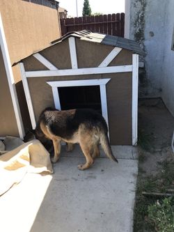 Brand new dog house