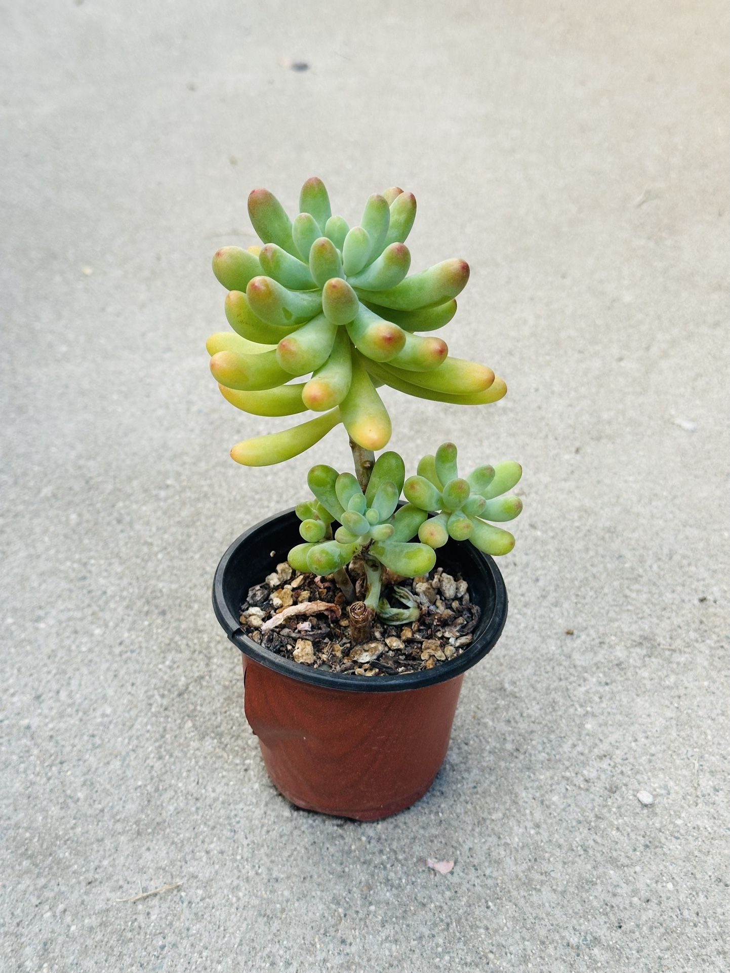 Succulents plants 🪴