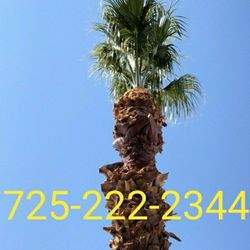 Palm Tree Trimming 