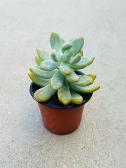 Succulents plants 🪴