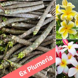 6x Plumeria Cuttings 🌺🌿