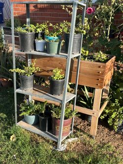 Enjoy And sunset plants