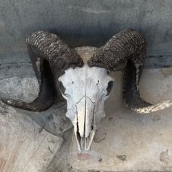 Large Curved Ram Horns Taxidermy Mount Decor 19” Length