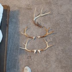 Deer Antlers