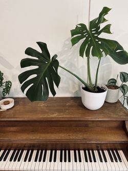 Monstera Deliciosa in 8” Self-Watering Pot