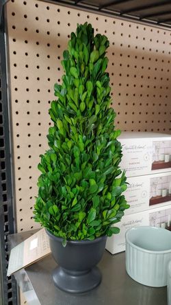 Boxwood trees new 15.00ea