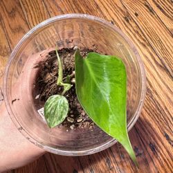 Philodendron Heart Leaf Variegation (hederaceum) Plant