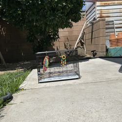 Bird Cage 