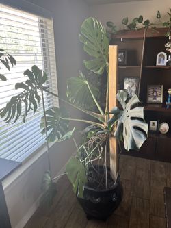 Monstera Deliciosa