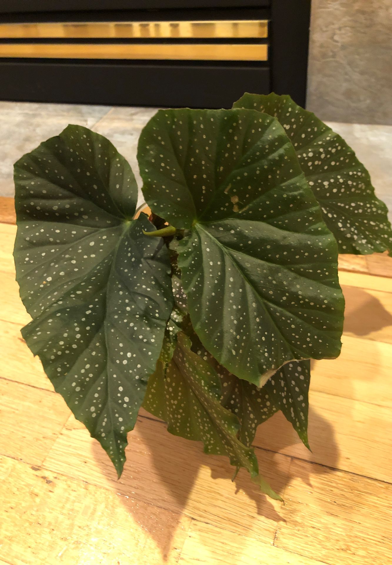 Beautiful house plants