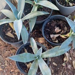 Maguey Plants 
