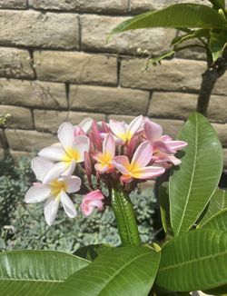 5 foot Plumeria 