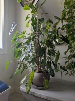 thriving philodendron