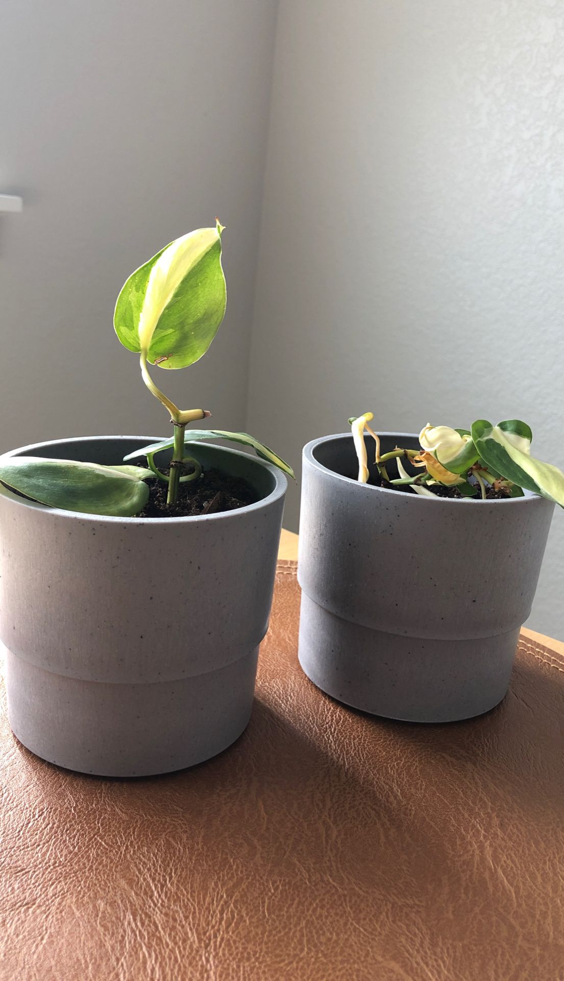 Philodendrons in Grey Plastic Pots