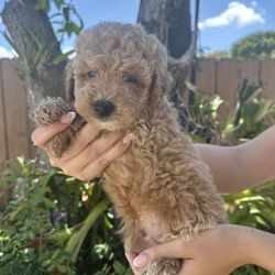 mini golden doodle 