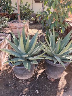 Aloe 15 gal