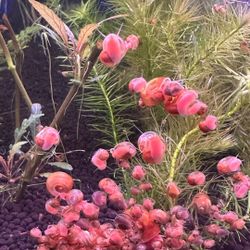 Ramshorn Aquarium Tank Cleaner