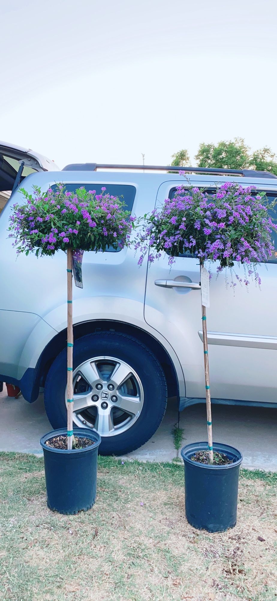 Sweet Memory Duranta Lollipop Tree