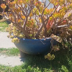 Two Medium Size Planters 