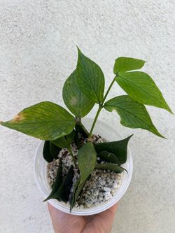 Hoya Polyneura Fishtail Hoya – $5