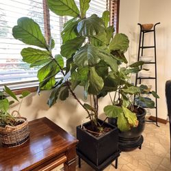 Fiddle Leaf Fig Tree 