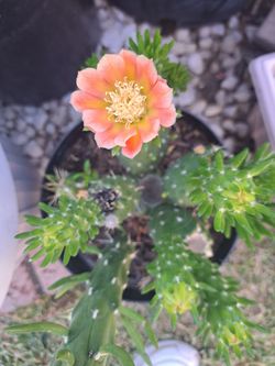 Eve's Needle 🌵