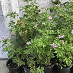 Citronella 🪴 Plant 🦟 repellent