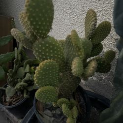 Cactus