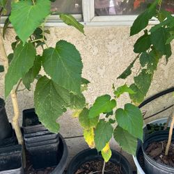 Pakistan Mulberry