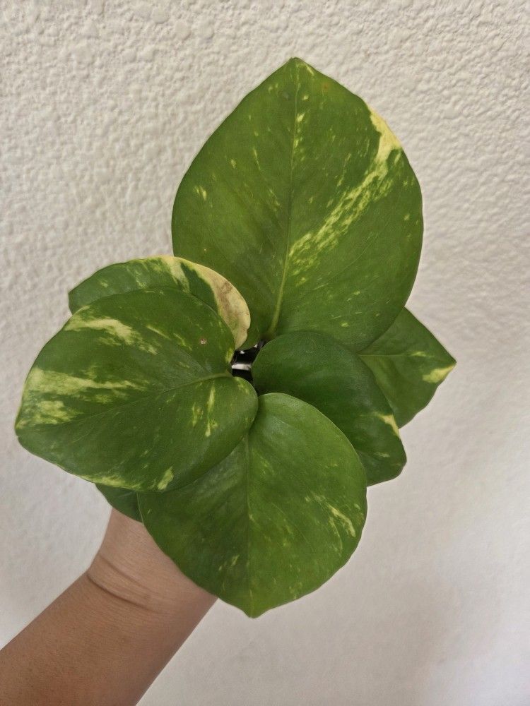 Golden Pothos Plant Cuttings