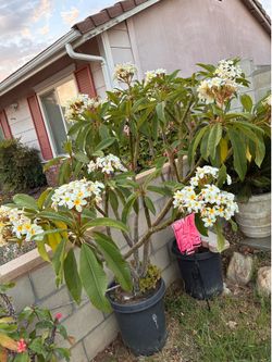 Plumeria $50 each