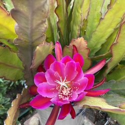Epiphyllum Orchid Cactus