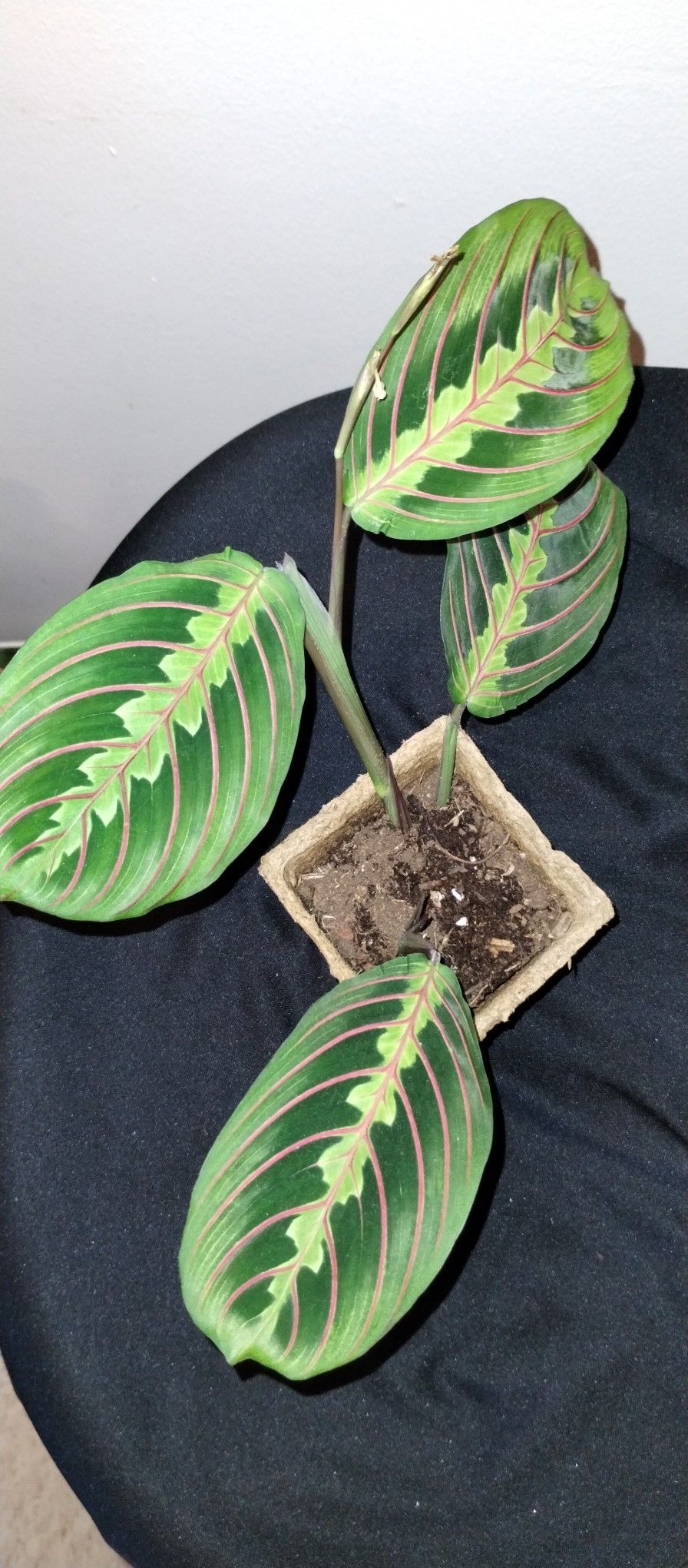 Red Prayer Plant (Maranta) Live