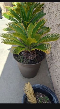 Palm