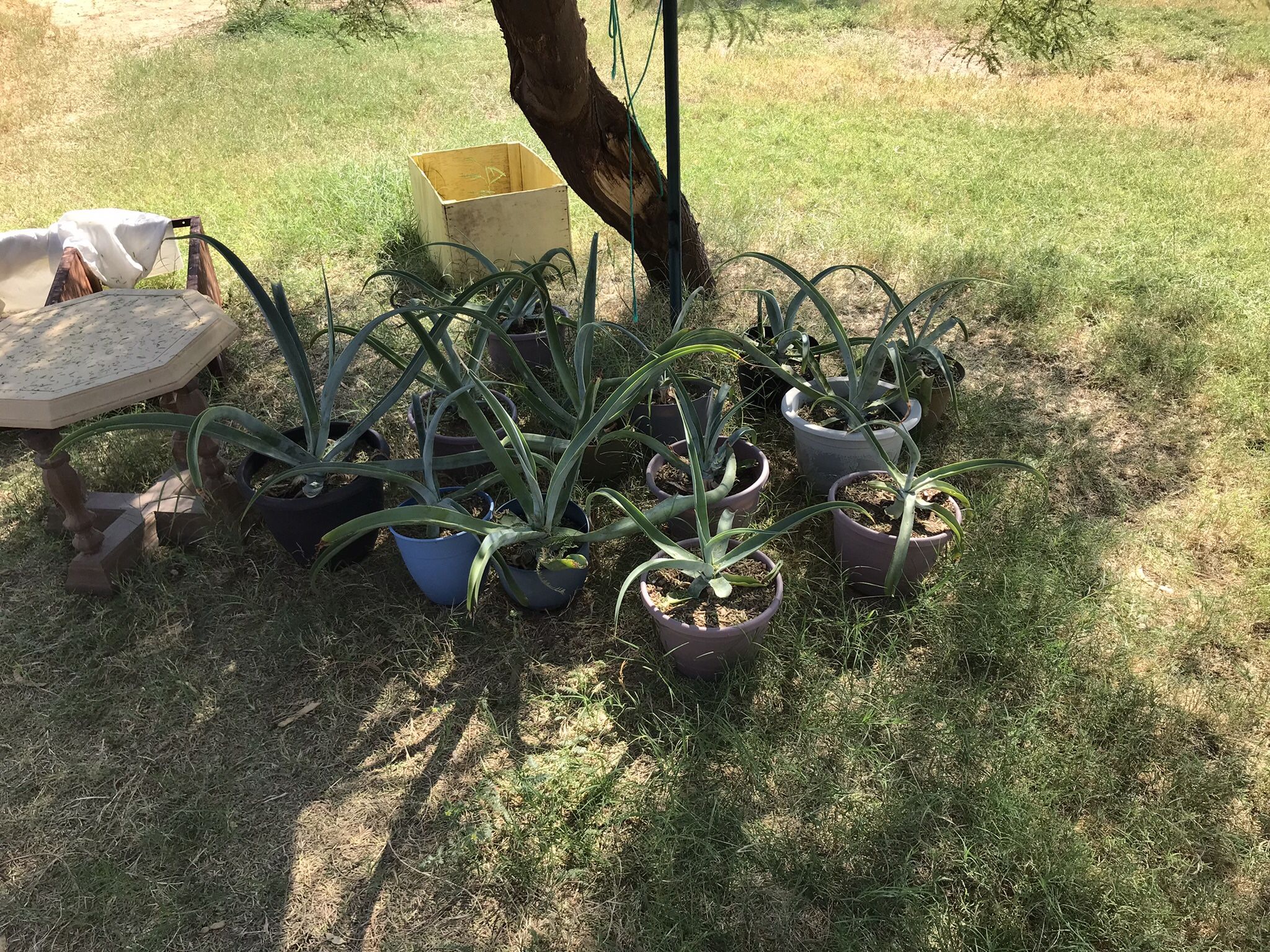 Succulents, century plants Aloe vera