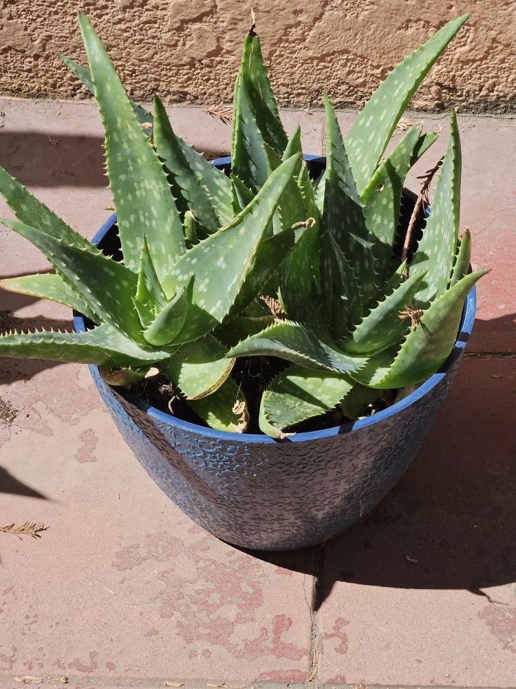 CACTUS PLANT