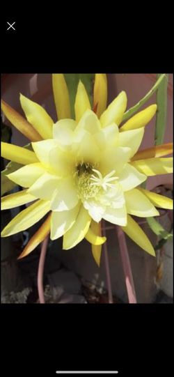 Orchid Cactus