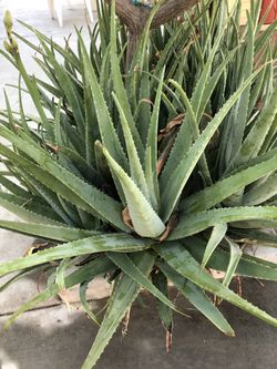 Alovera o savila están plantadas en la tierra orgánicas $7 y 4