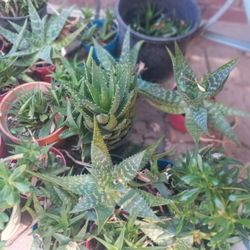 Plants For Sale 